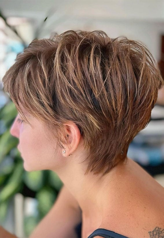Honey Brown Highlighted Pixie Bob Honey Brown Highlighted Pixie Bob
